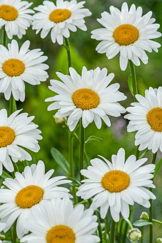 Leucanthemum superbum 'Becky' - Marguerite