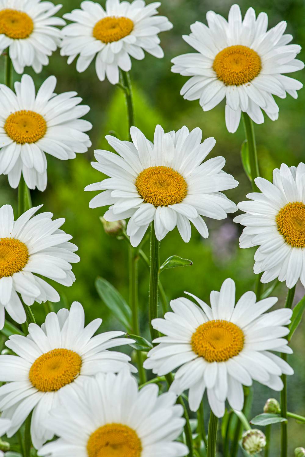 Leucanthemum superbum 'Becky' - Marguerite