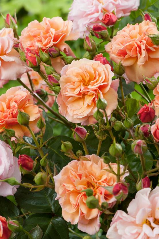 Rosier Martin Des Senteurs Pot De 5 Litres Jardiland rosier-martin-des-senteurs-pot-de-5-litres-jardiland