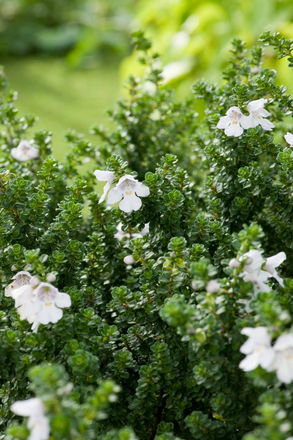 Prostanthera cuneata