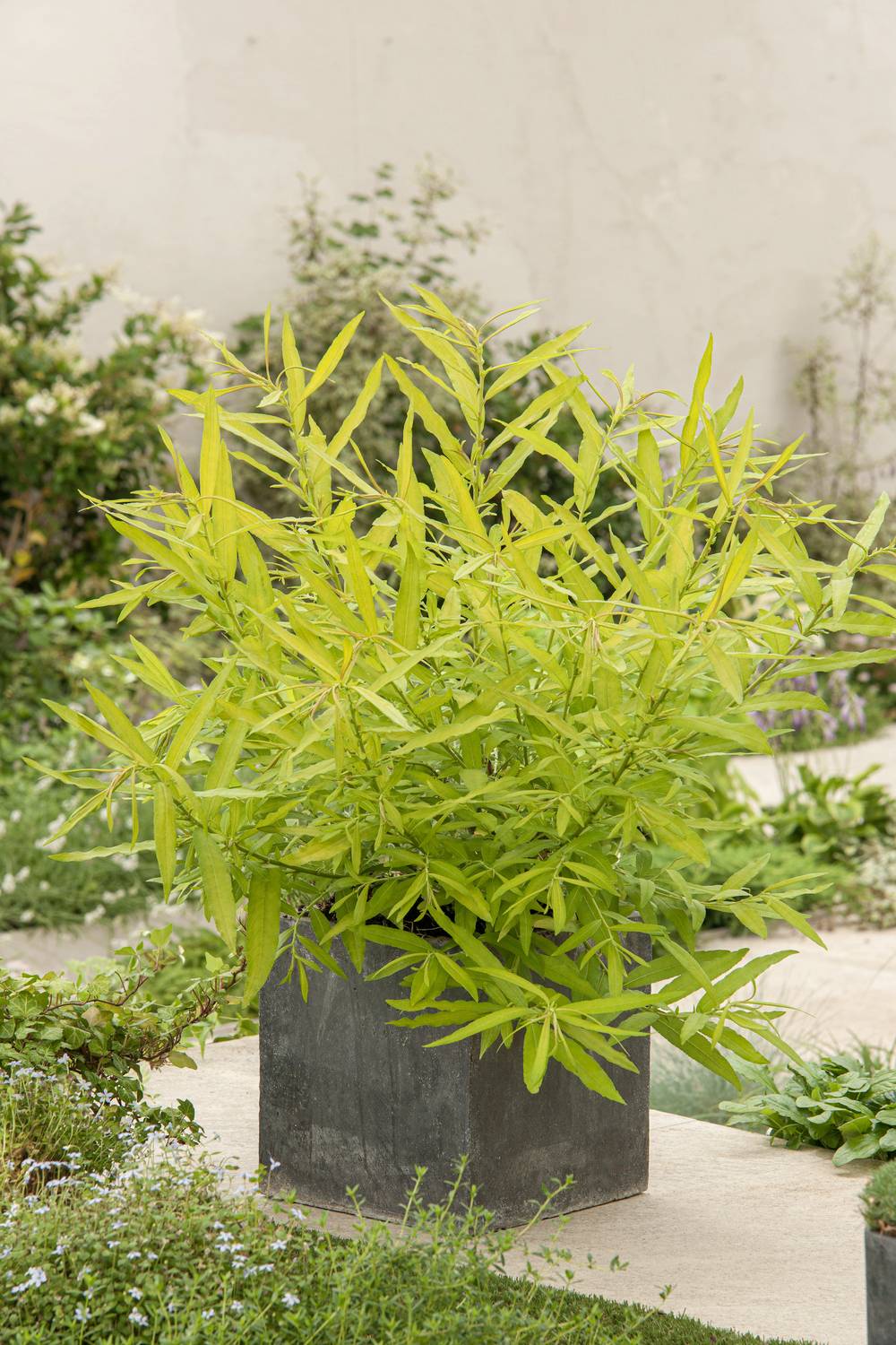 Salix udensis 'Golden Sunshine' - Saule udensis 'Golden Sunshine'