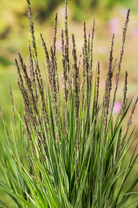 MOLINIA caerulea 'Moorhexe' en pot de 4 litres