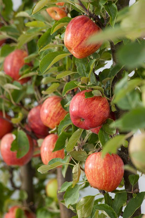 Pommier 'Royal Gala'®