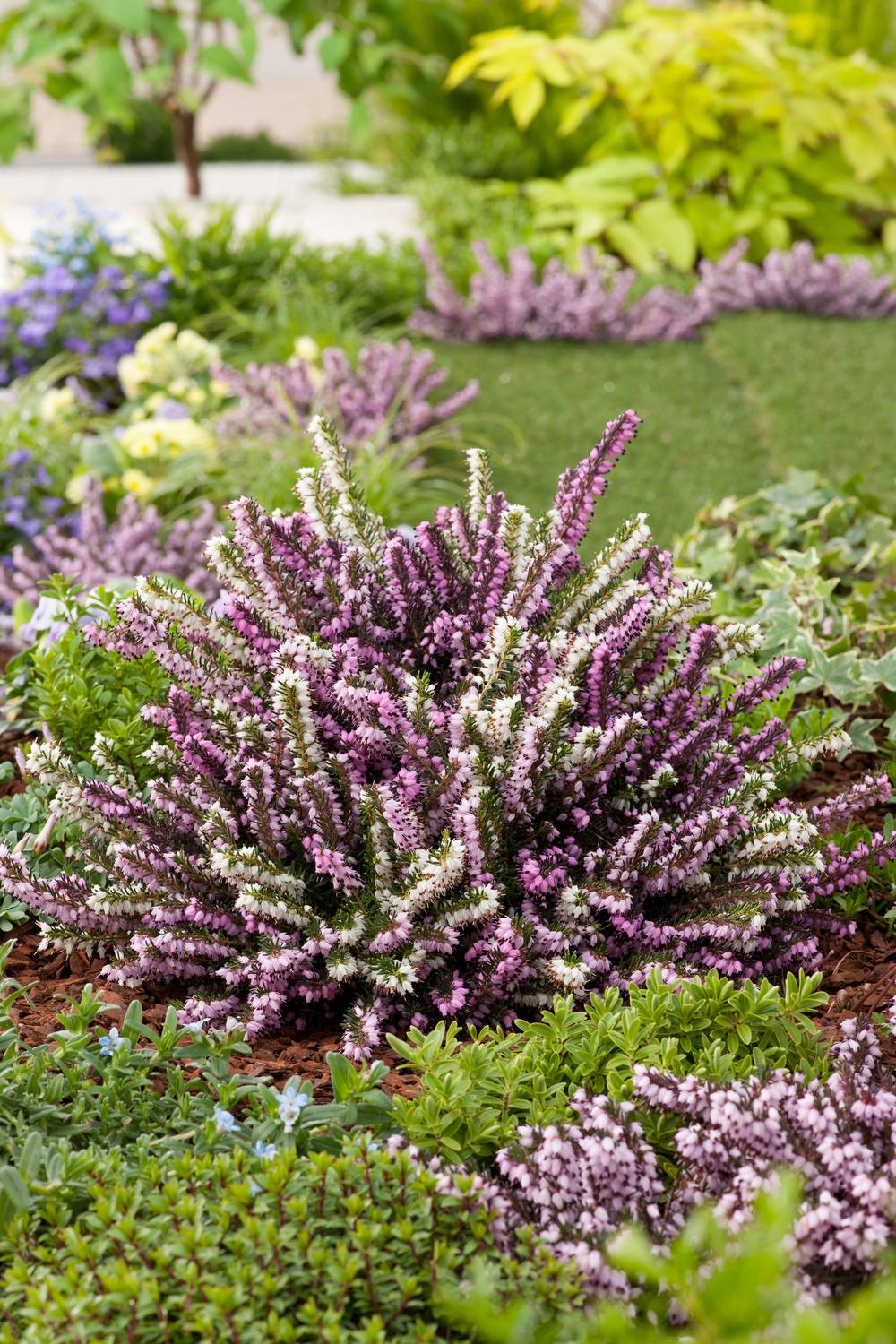 Erica darleyensis assorti Trio - Bruyère d'hiver