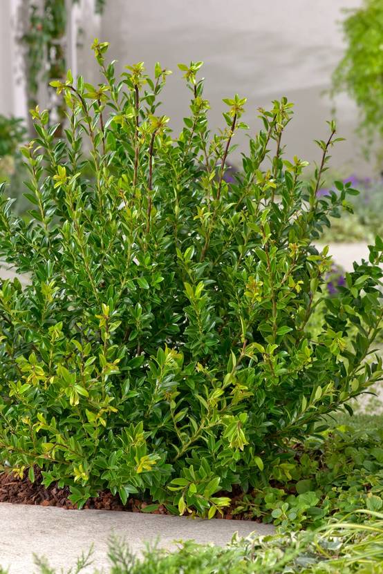 Ilex maximowicziana 'Kanehirae' - Houx de Kanehira