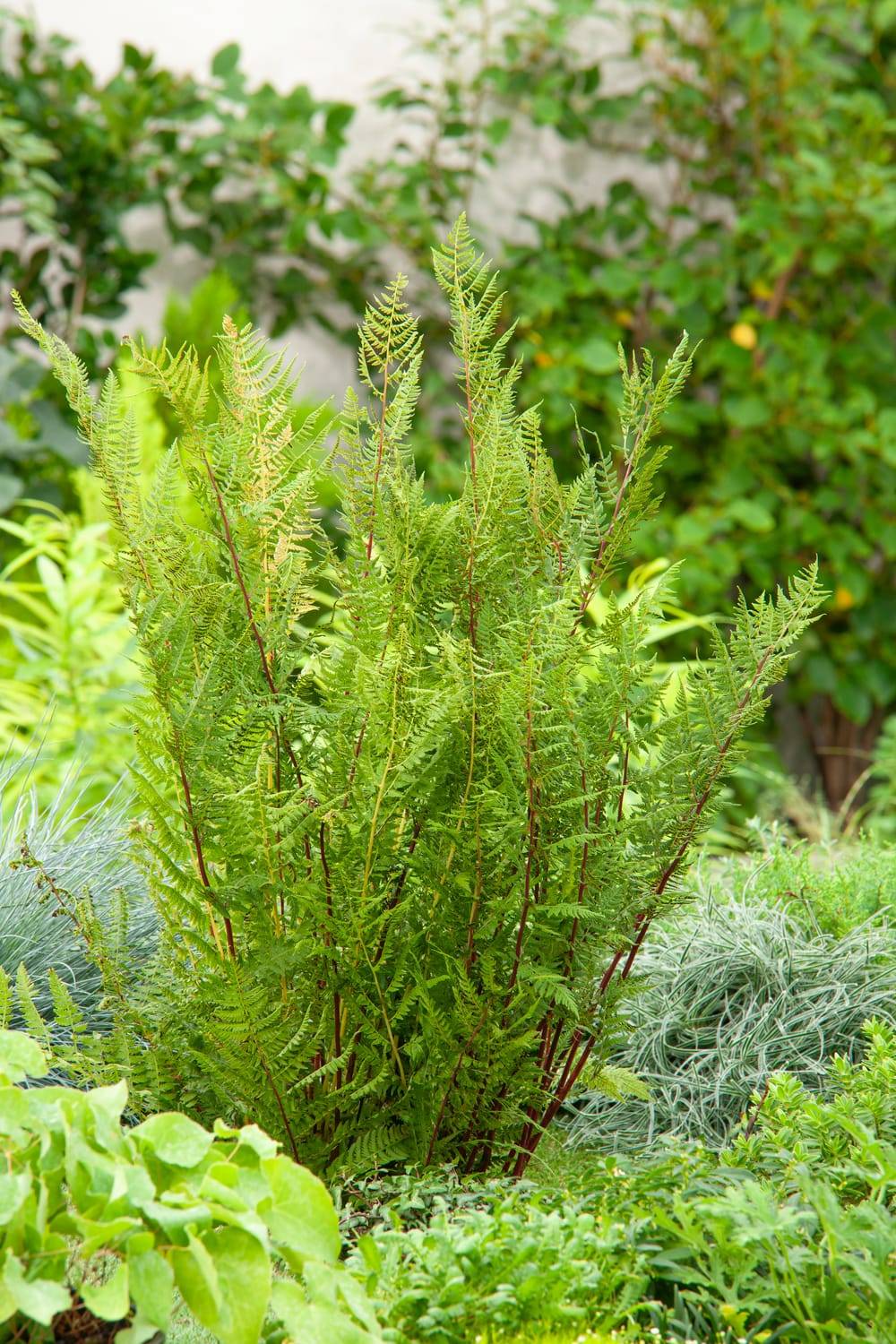 Athyrium filix-femina 'Lady In Red' - Fougère femelle 'Lady In Red'