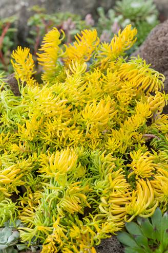 Sedum rupestre 'Angelina'