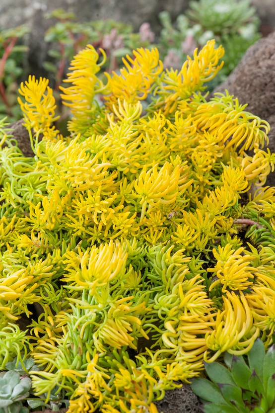 Sedum rupestre 'Angelina'