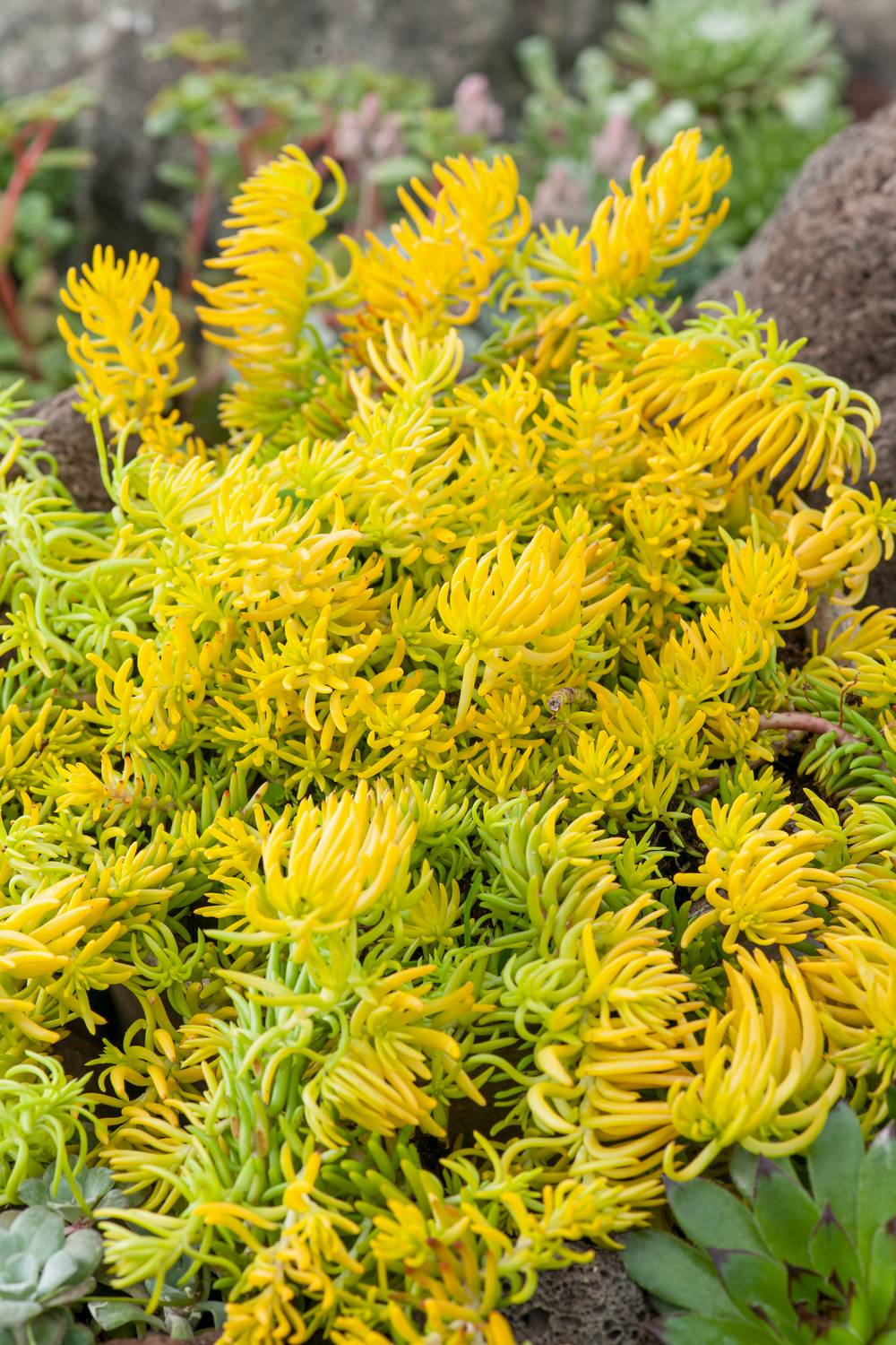 Sedum rupestre 'Angelina'
