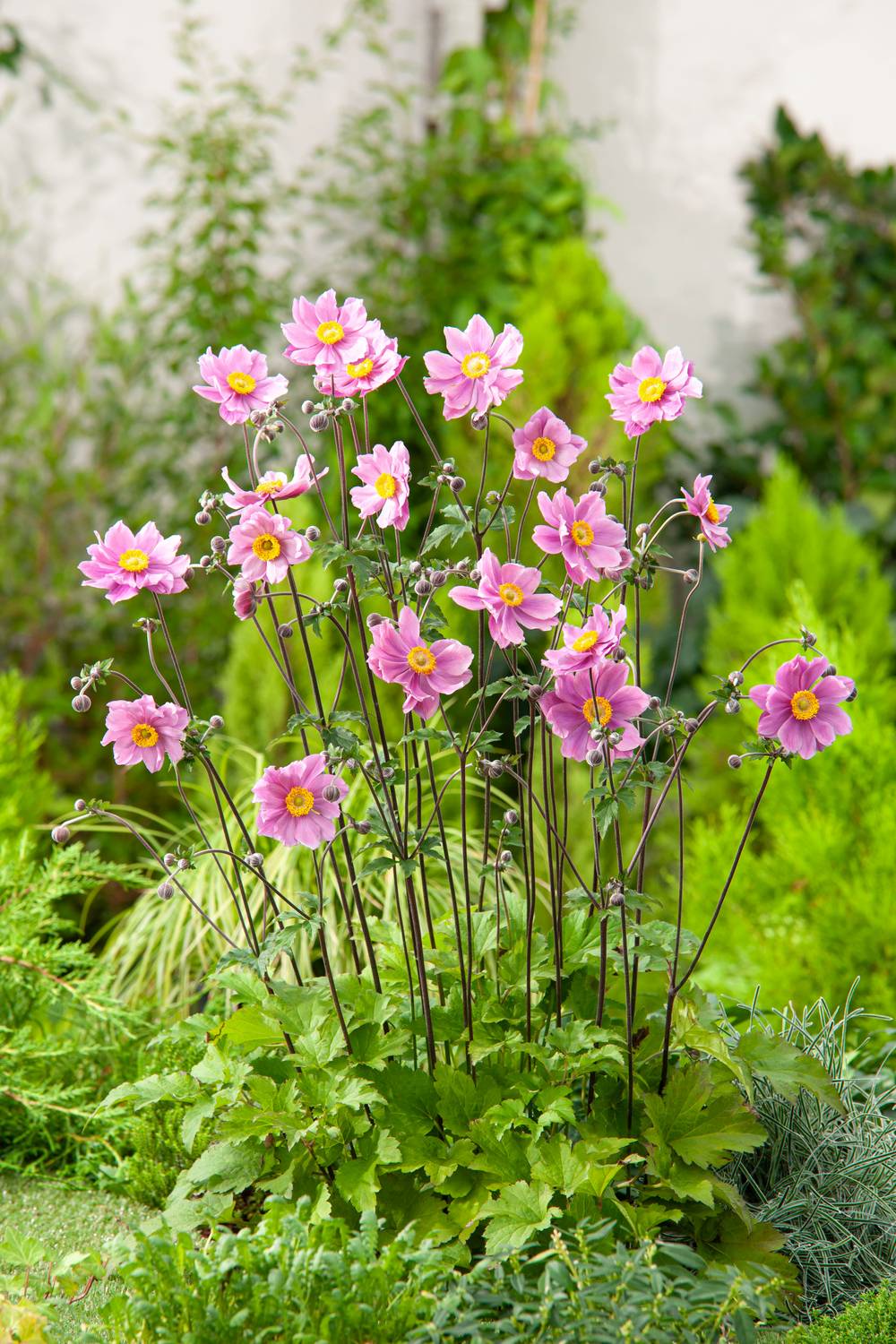 Anémone hupehensis 'Serenade'