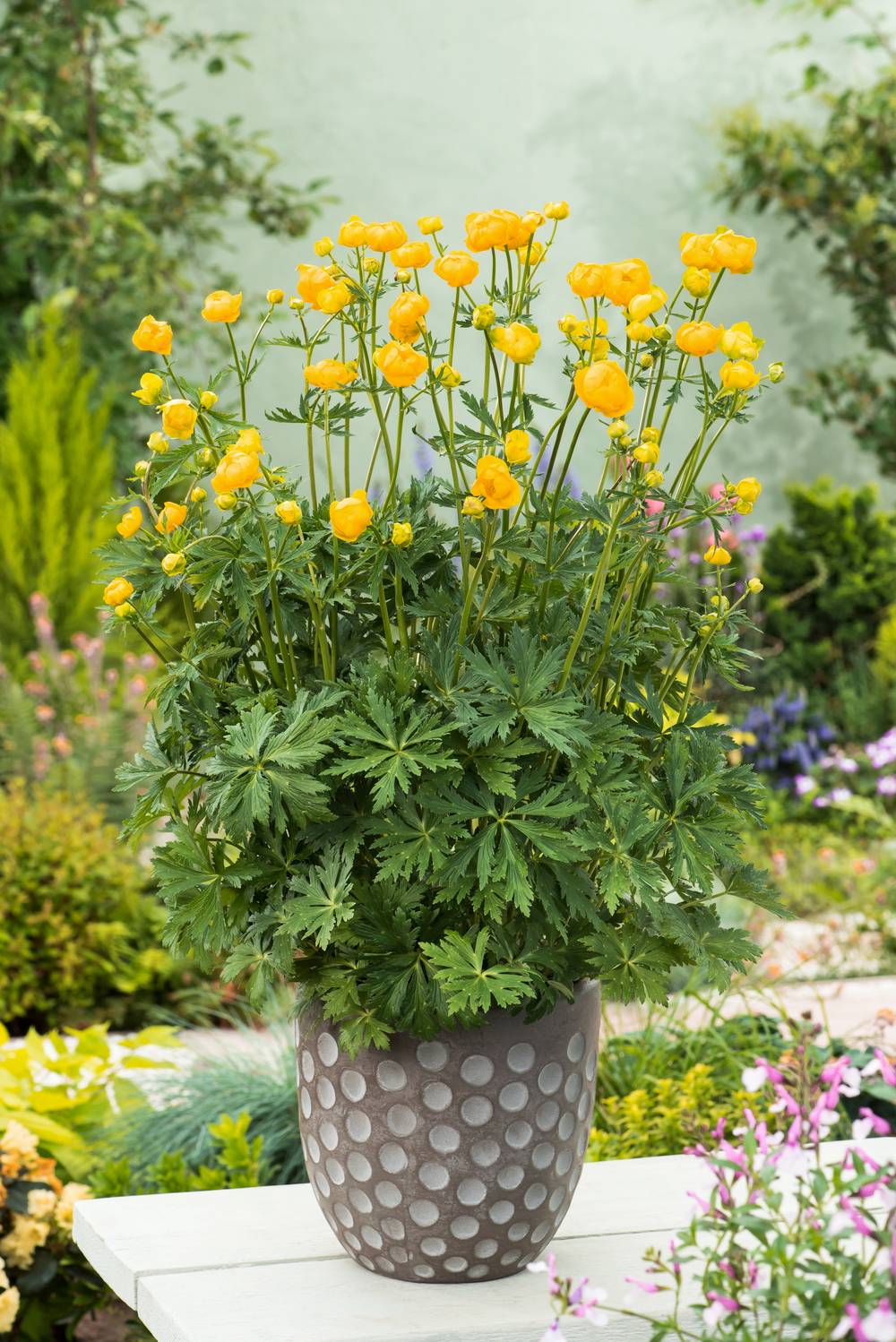 Trollius chinensis 'Golden Queen' - Trolle