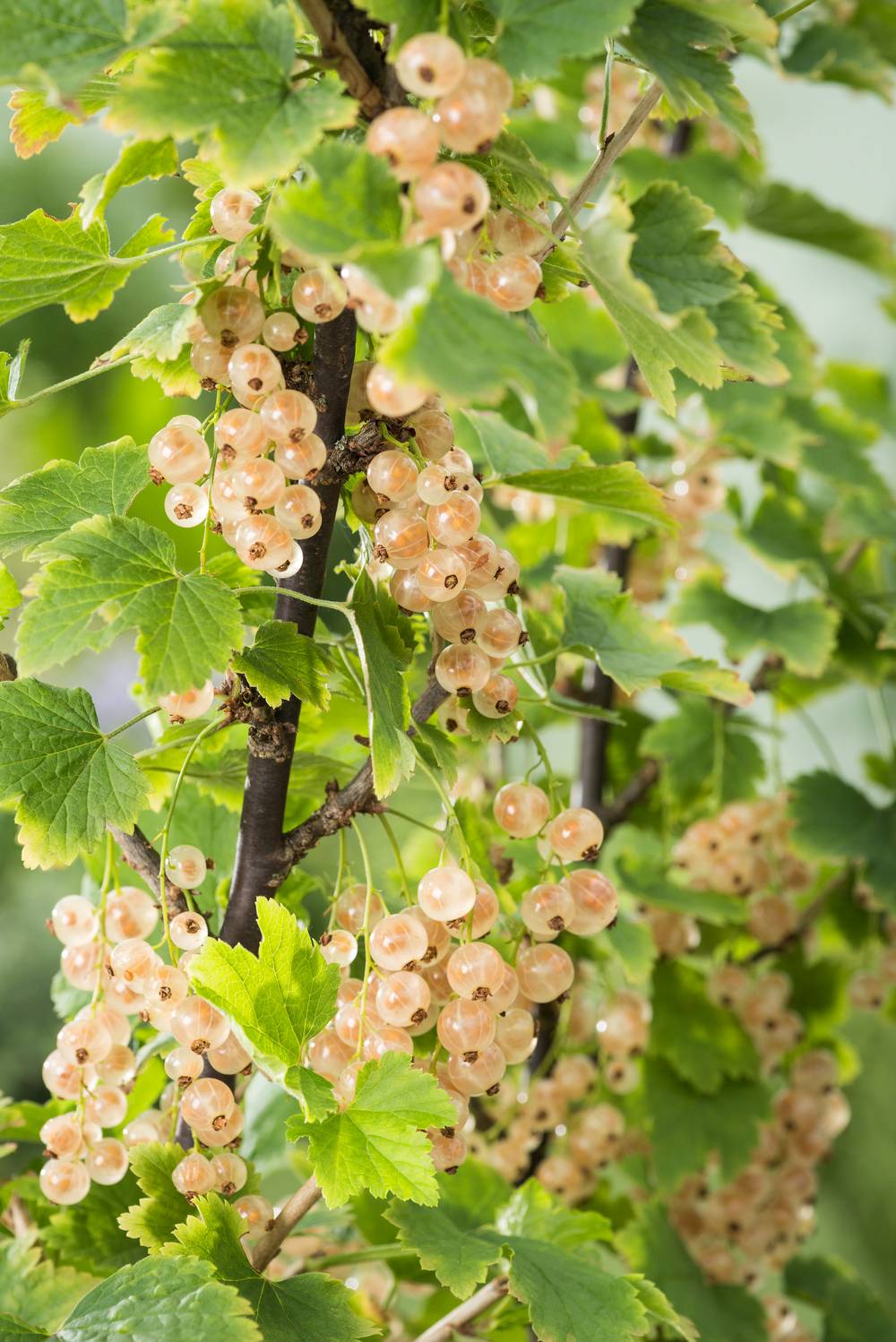 Groseillier à grappes 'Versaillaise Blanche' - Bio