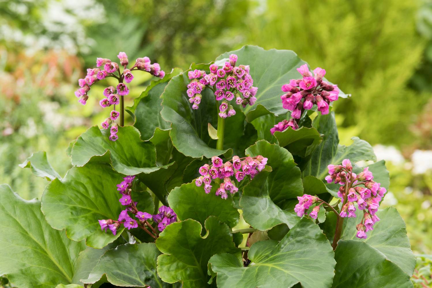 Bergenia 'Rotblum' - Plante des savetiers