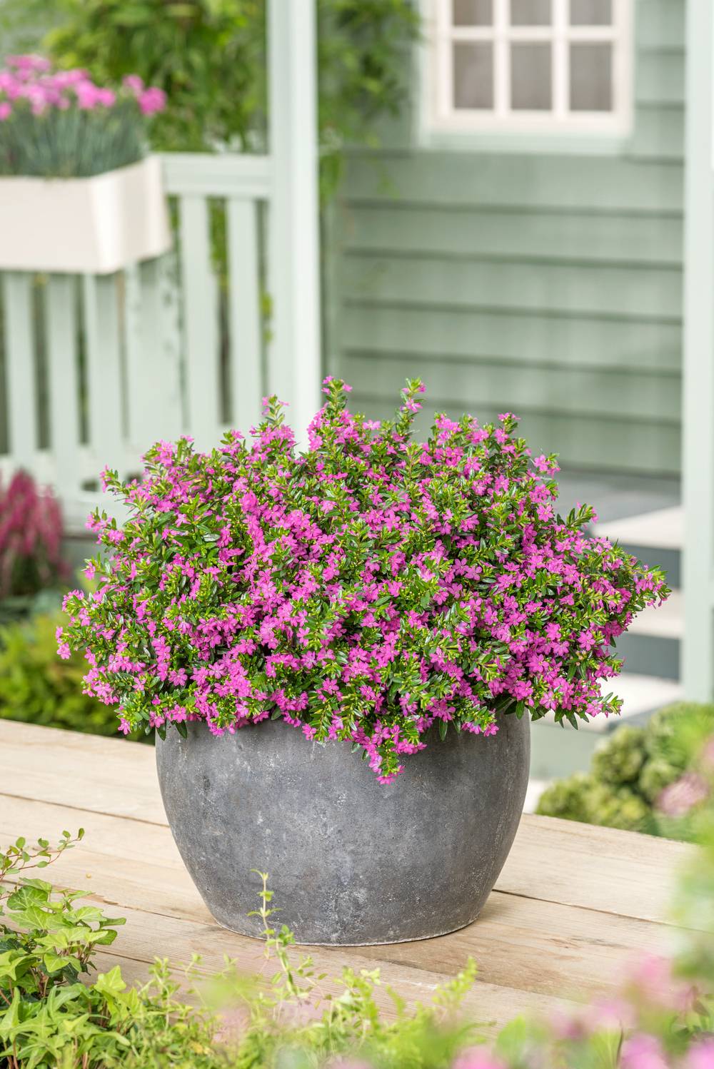 Cuphea hyssopifolia 'Purple' - Etoile du Mexique