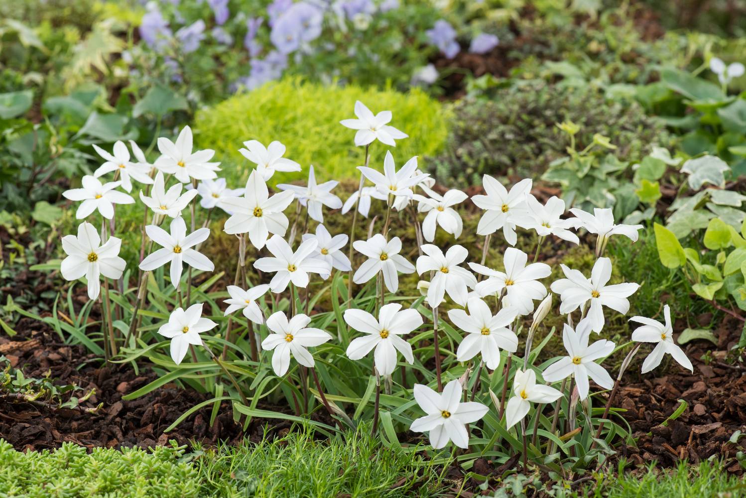 Ipheion 'Alberto Castillo' - Etoile de printemps