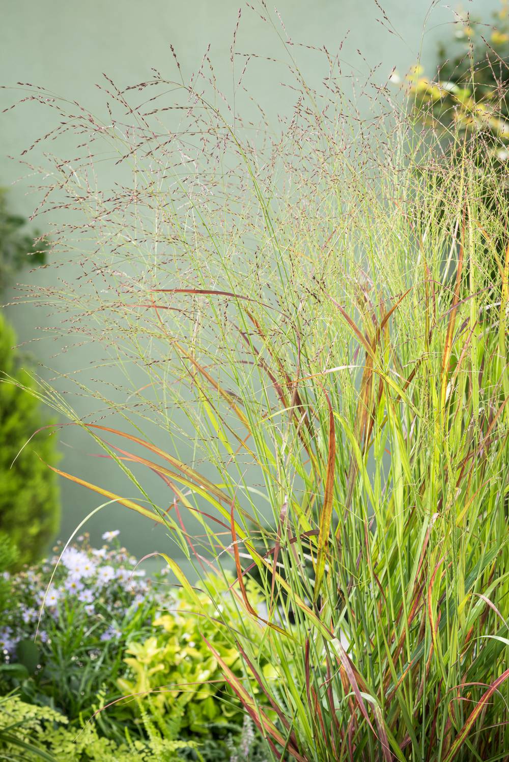 Panicum virgatum 'Rehbraun' - Graminée Panic érigé