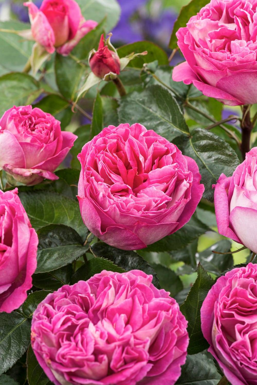 Rosier tige 'Bernadette Lafont'®