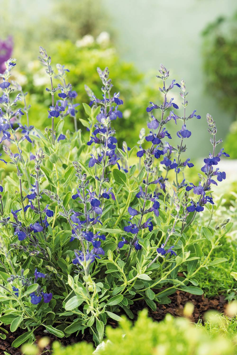 Salvia 'Blue Note' - Sauge arbustive