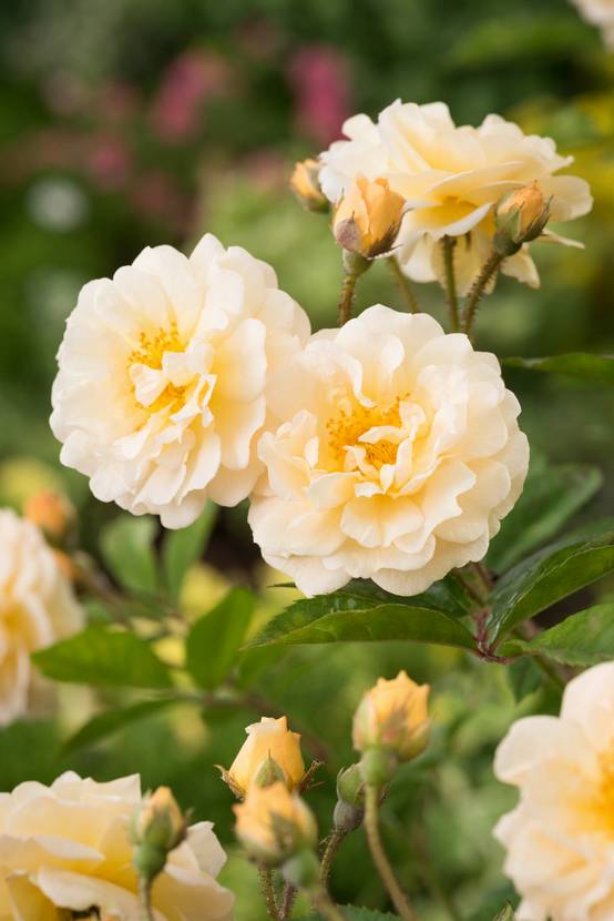 Rosier ancien 'Ghislaine de Feligonde'