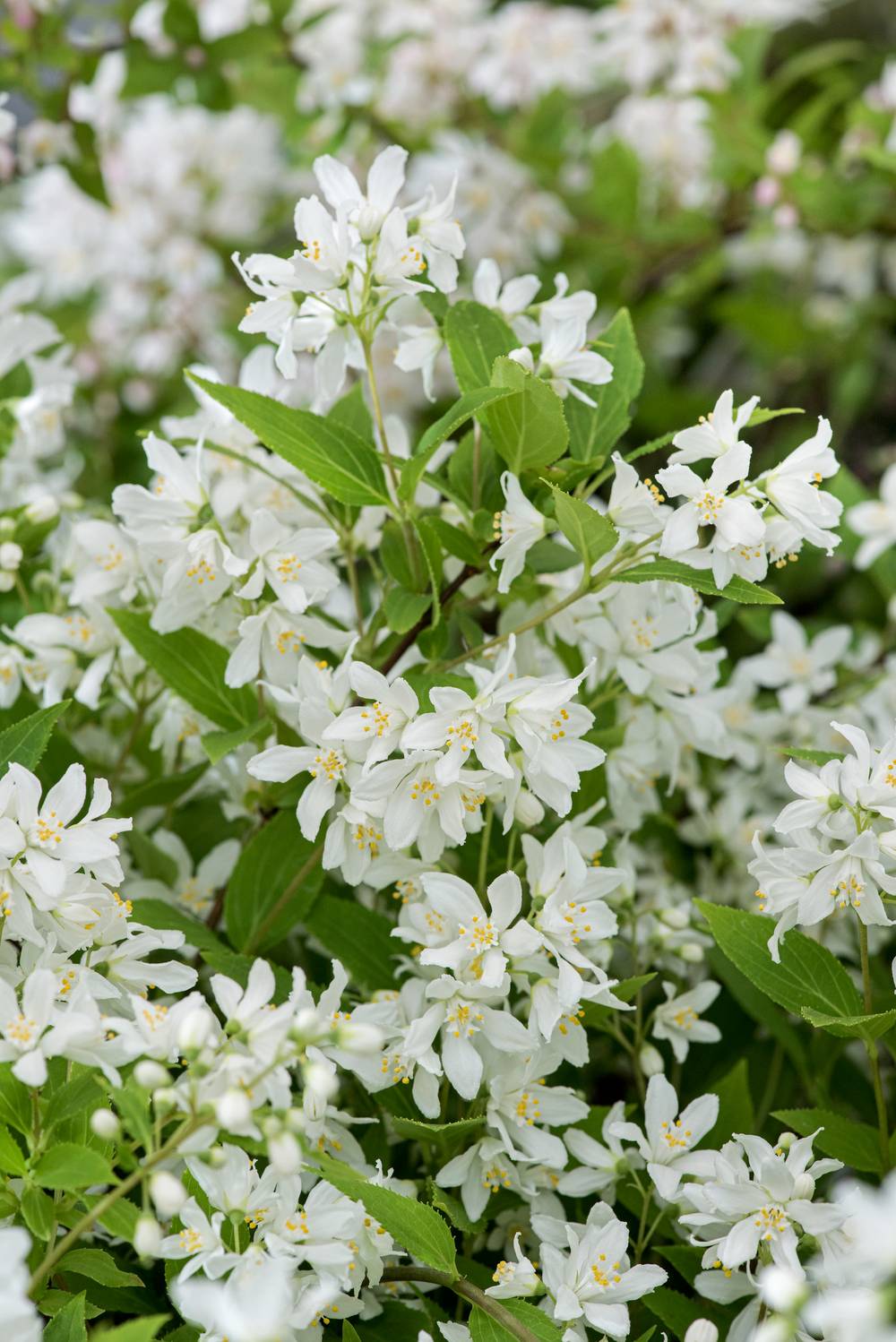 Deutzia 'Yuki Snowflake'