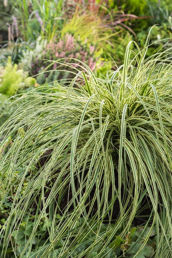 Carex 'Feather Falls' - Graminée Laîche