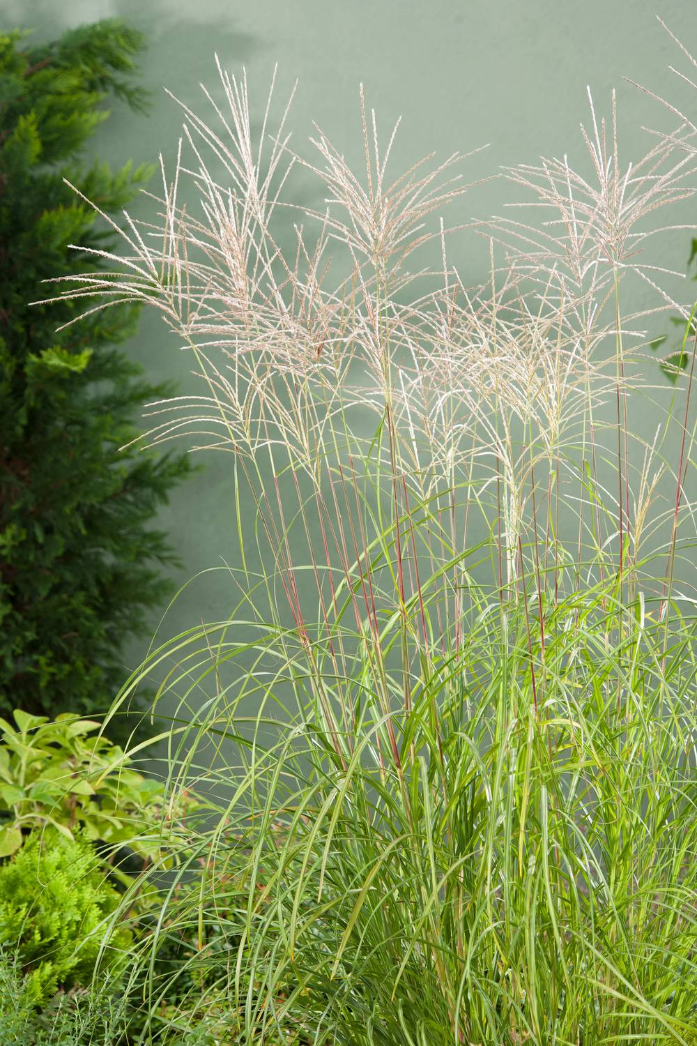 Miscanthus sinensis 'Kleine Silberspinne' - Graminée Roseau de Chine