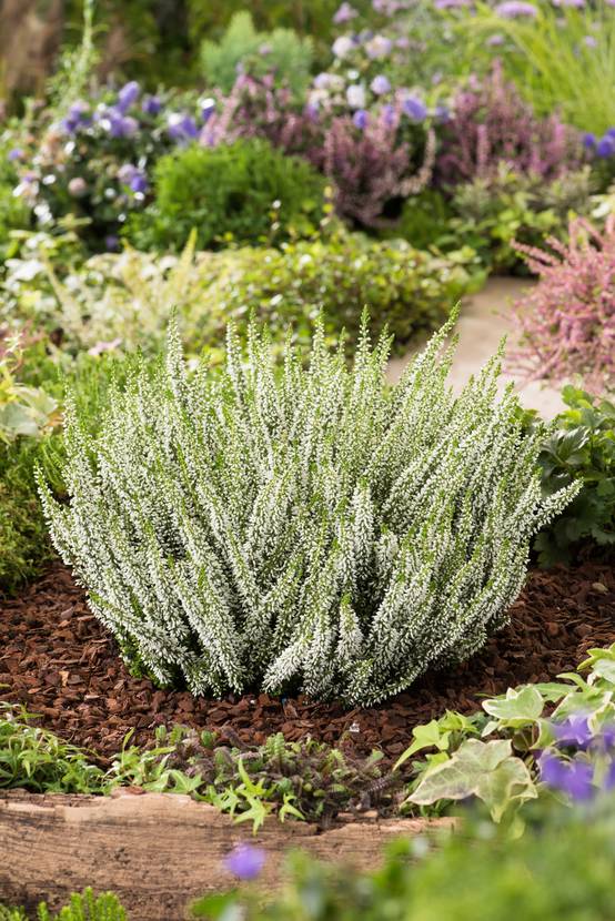 Calluna Garden Girls® 'Helena' - Bruyère d'été