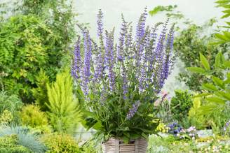 Salvia pratensis - Sauge