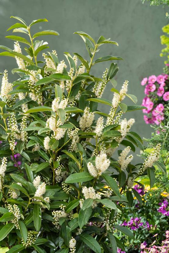 Prunus laurocerasus 'Novita' - Laurier-cerise