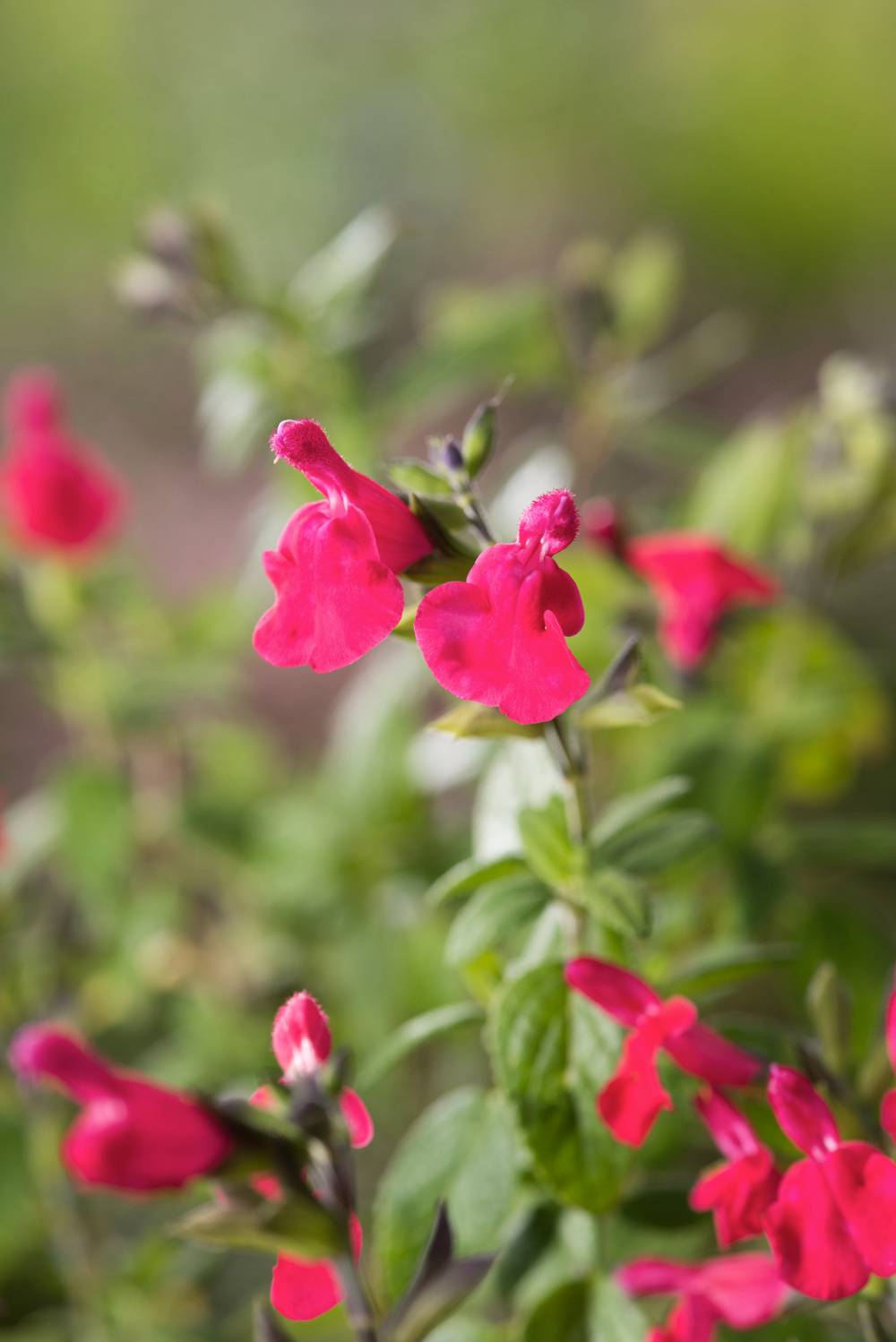 Salvia microphylla 'Grahamii' - Sauge arbustive