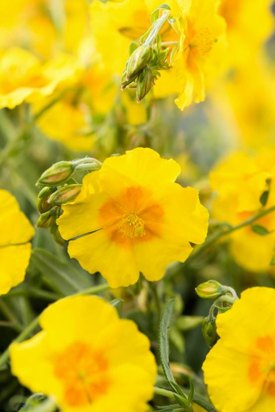 Helianthemum 'Golden Queen' - Helianthème