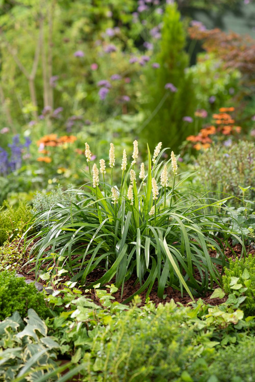 Liriope muscari 'Monroe White'