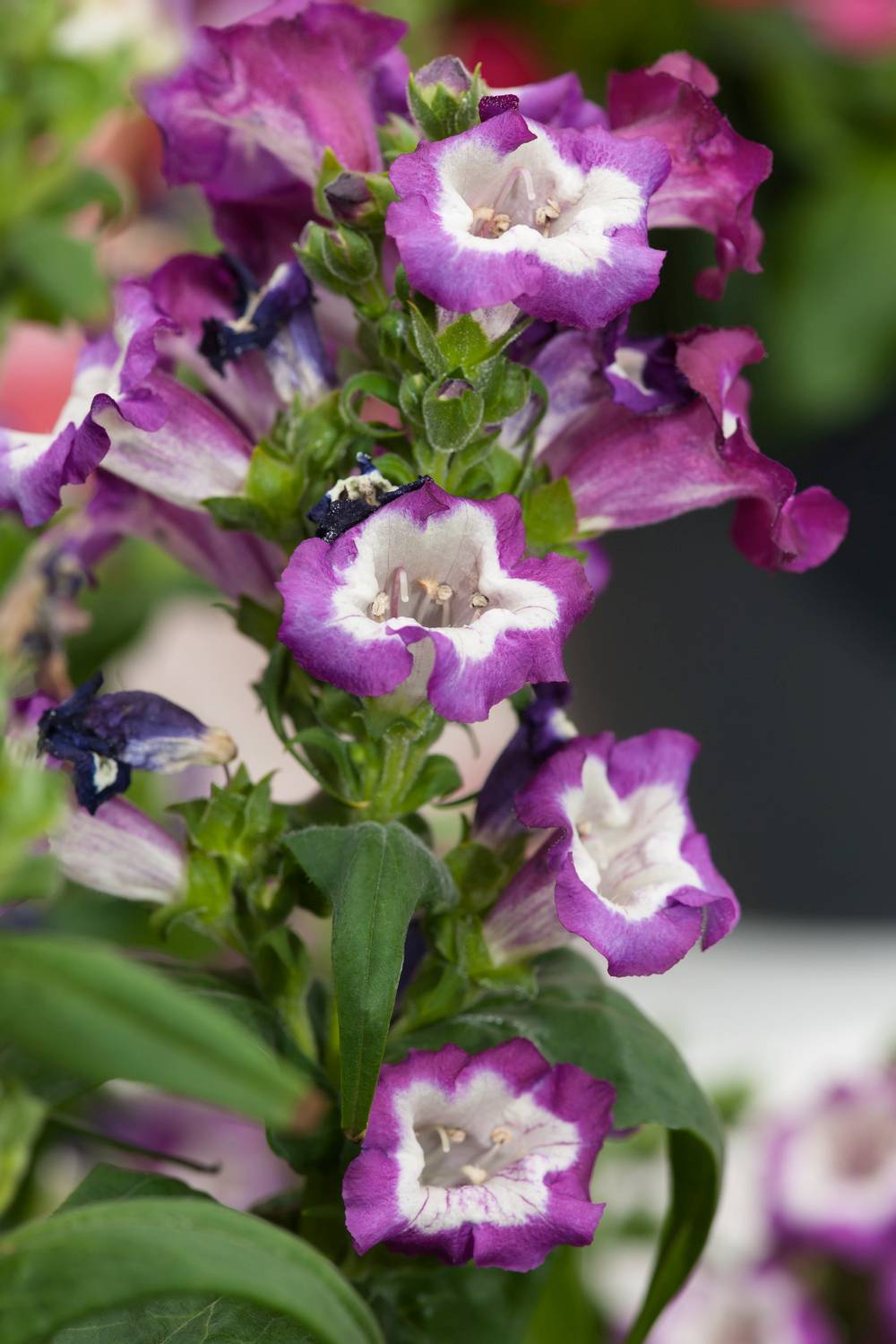 Penstemon hartwegii 'Polaris Purple' - Galane fausse-digitale