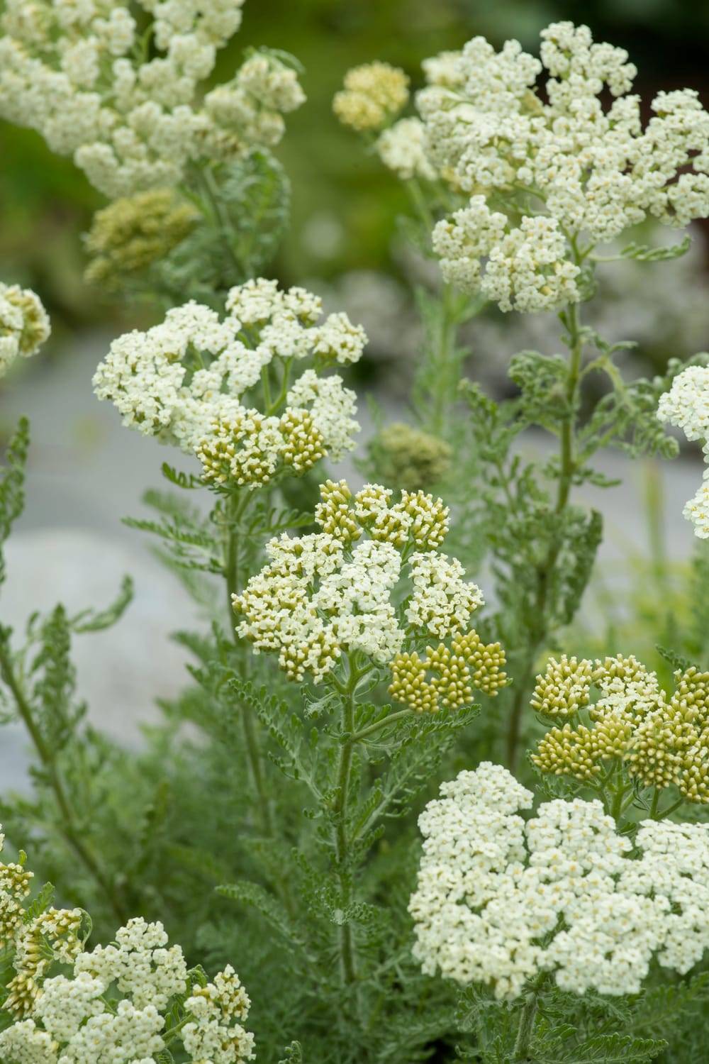 Achillea crithmifolia - Achillée