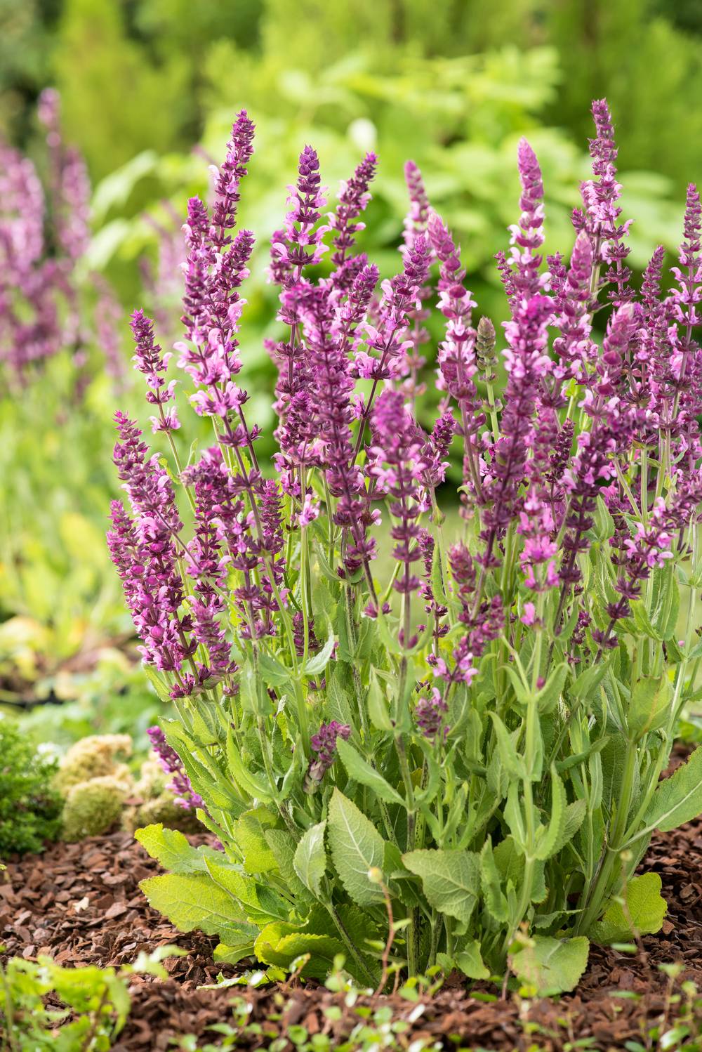 Salvia nemorosa 'Rose Queen' - Sauge