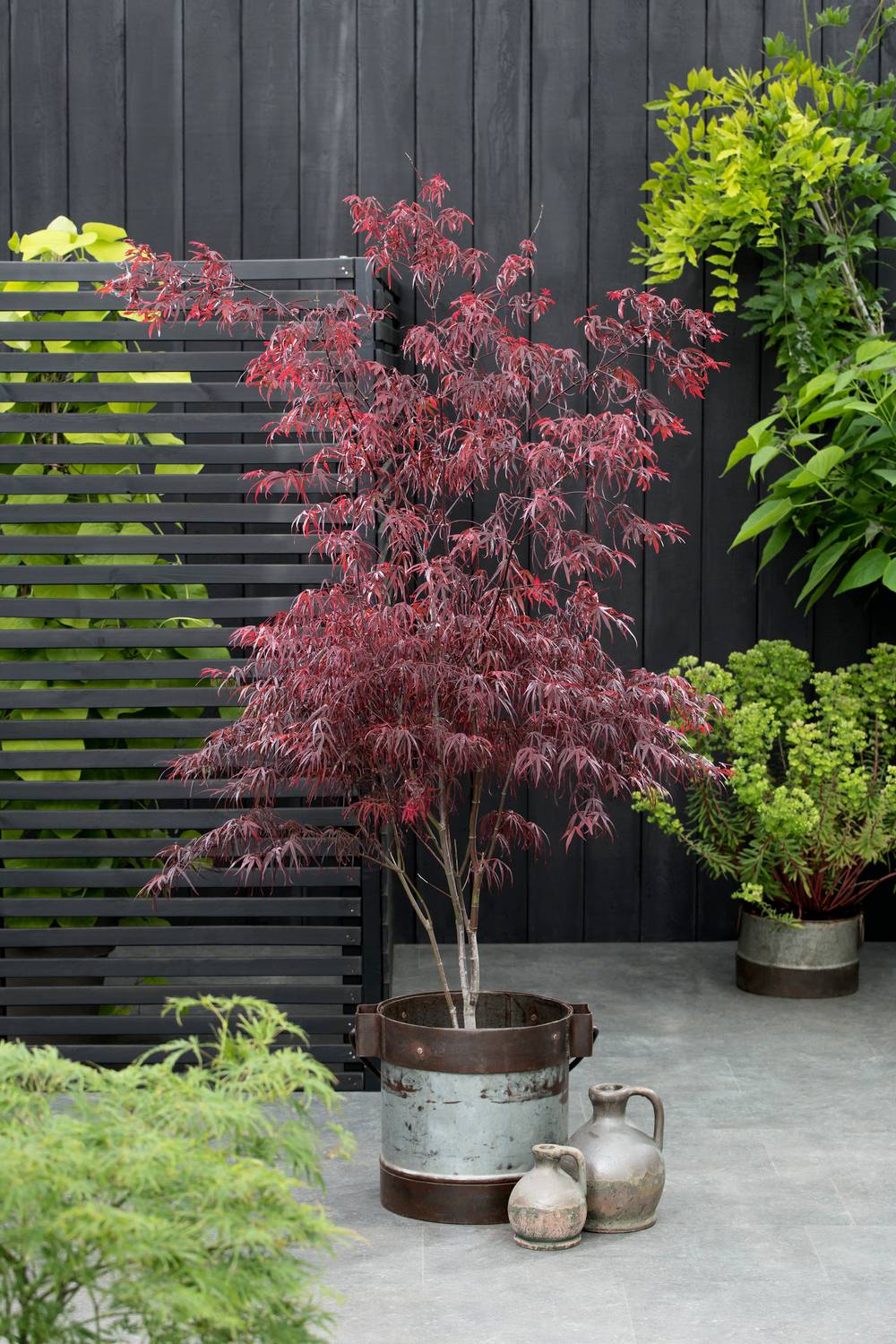 Acer palmatum 'Atrolineare' - ECLOZ - Érable du Japon