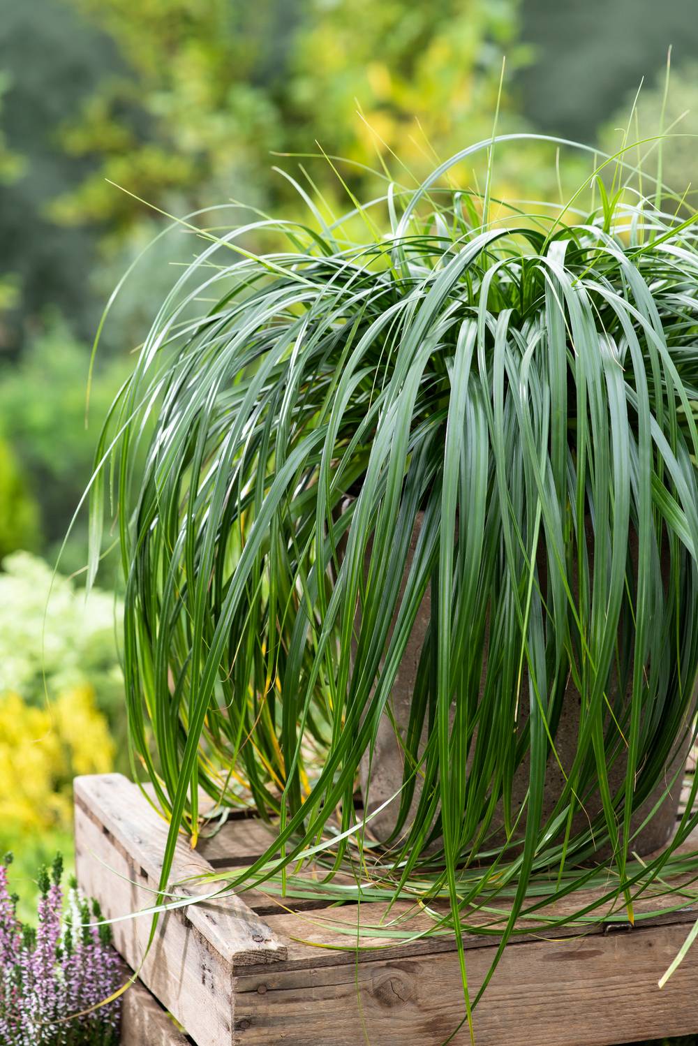 Carex 'Ribbon Falls' - Graminée Laîche