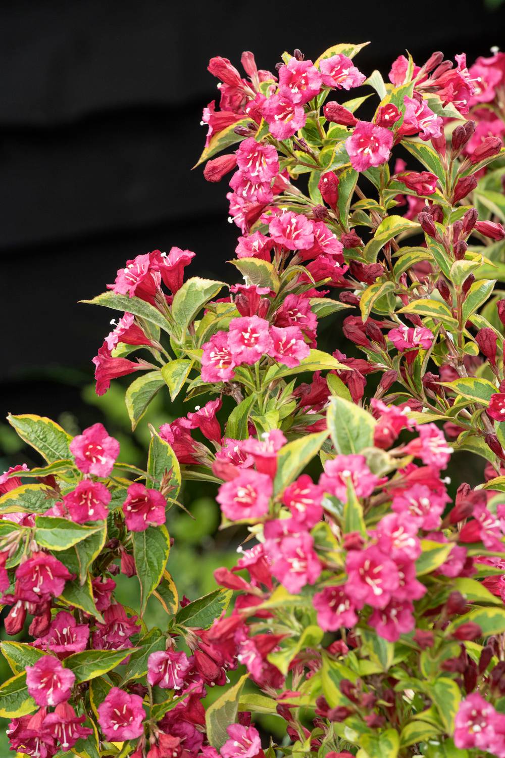 Weigela florida 'Moulin Rouge'