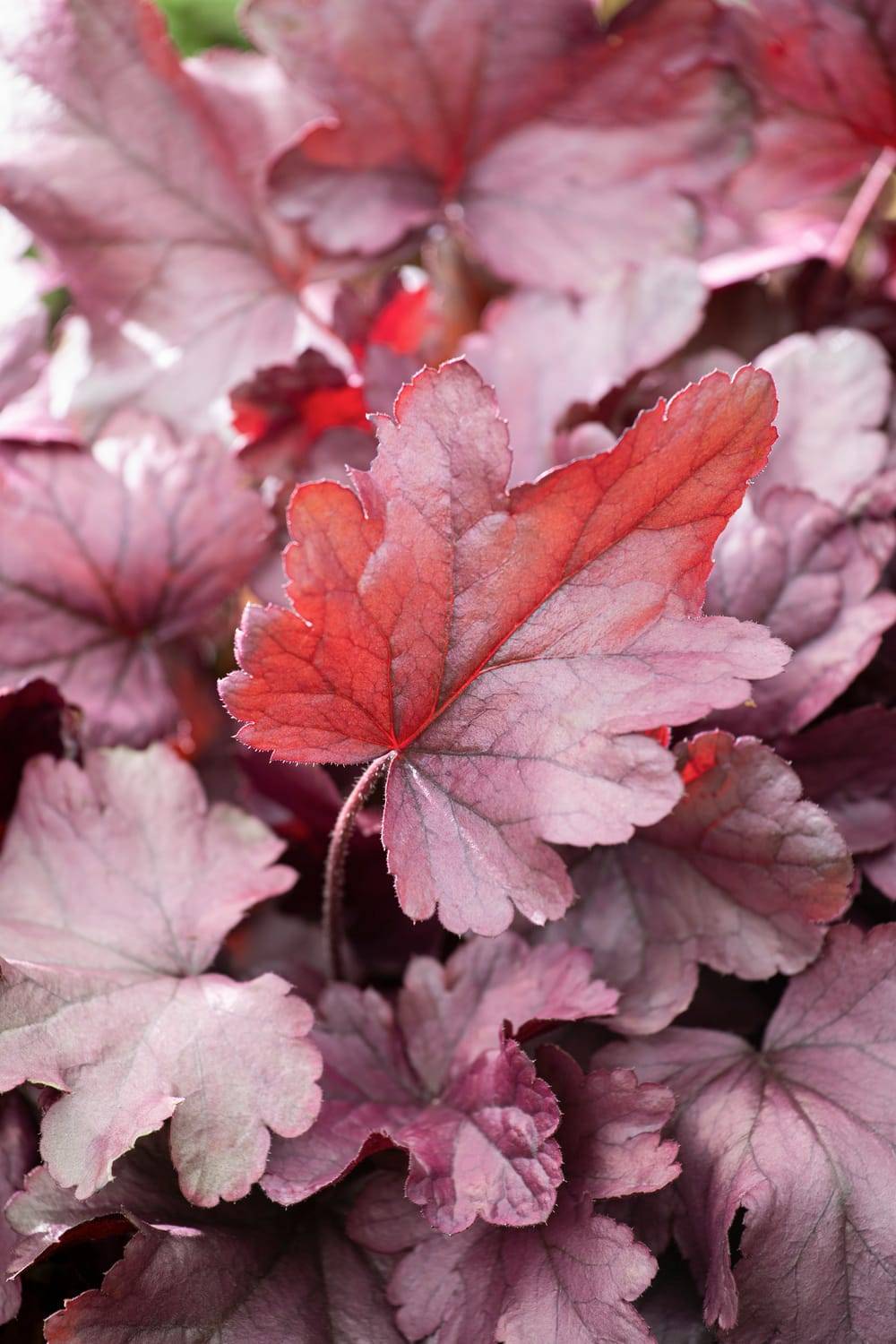 Heuchera 'Silver Gumdrop' - Heuchère