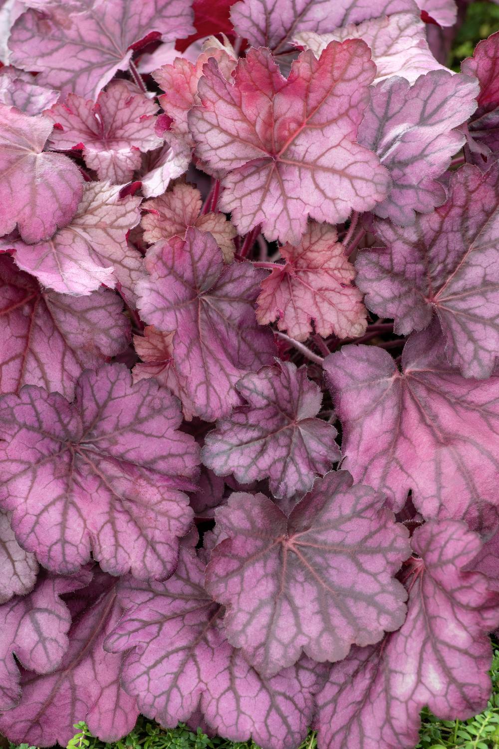 Heuchera Wild Rose - Heuchère