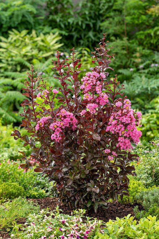 Lagerstroemia indica 'Rhapsody In Pink'