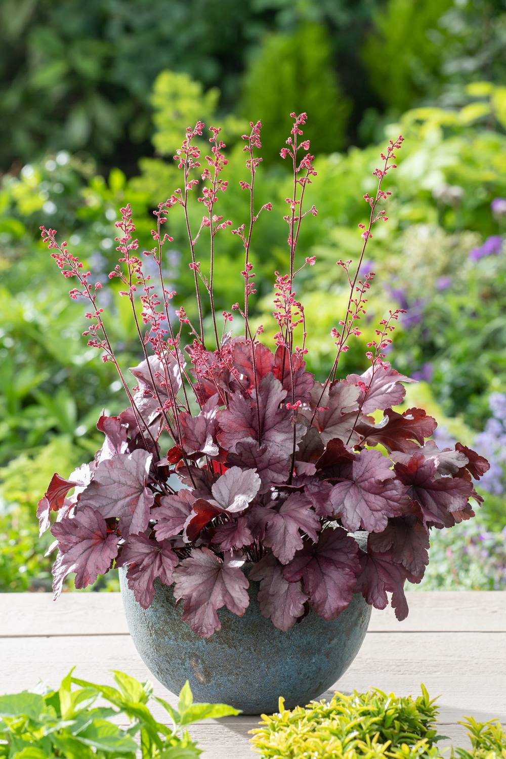 Heuchera Grape Soda - Heuchère