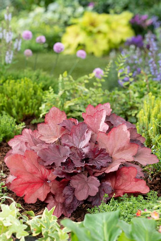 Heuchera 'Fire Alarm' - Heuchère