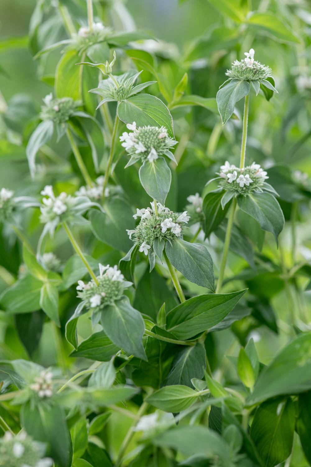 Pycnanthemum muticum