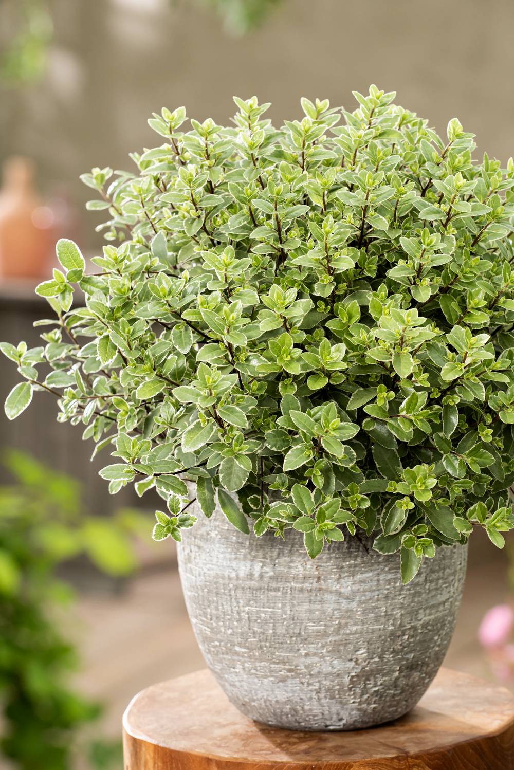 Pittosporum tenuifolium 'Silver Ball'