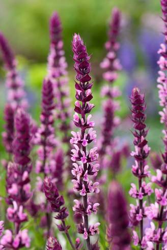 Salvia nemorosa 'Caradonna Pink Inspiration' - Sauge