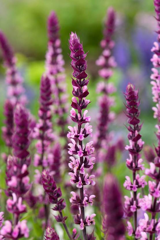 Salvia nemorosa 'Caradonna Pink Inspiration' - Sauge