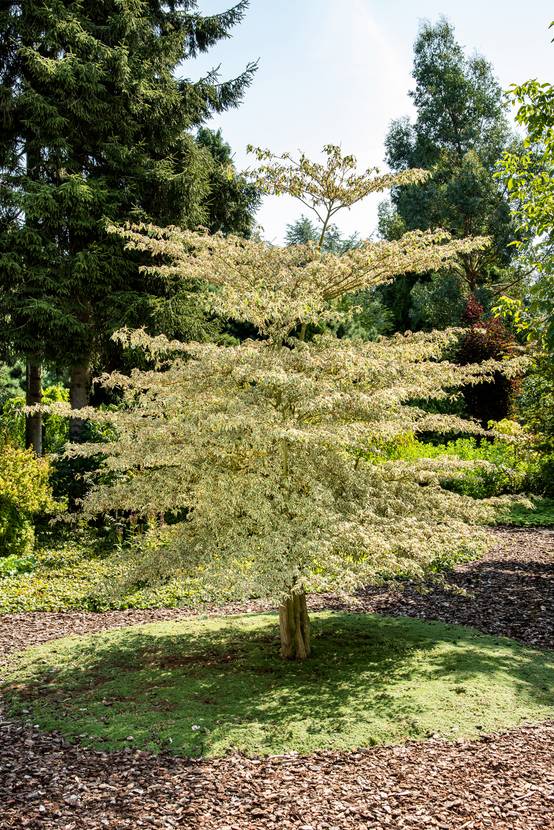 Cornus alternifolia 'Argentea' - Cornouiller alterné panaché