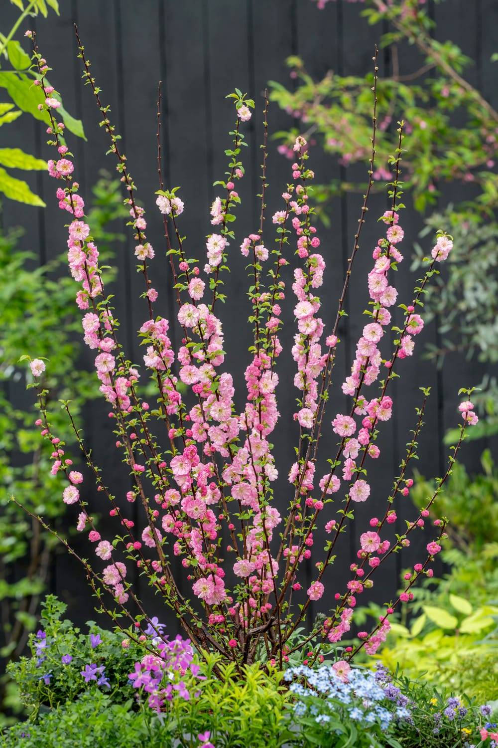 Prunus triloba - Amandier de Chine