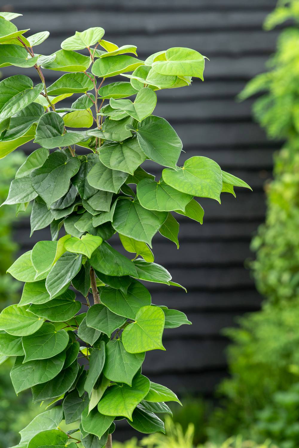 Cercis chinensis 'Avondale' - Gainier de Chine
